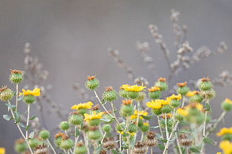 Yellow wildflowers and green seed pods against blurred background