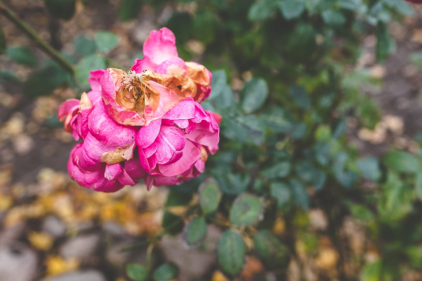 Wilted pink rose with brown petals in garden