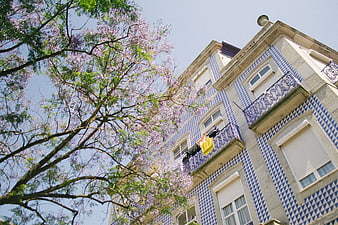 Low angle view of blue tiled building with jacaranda tree