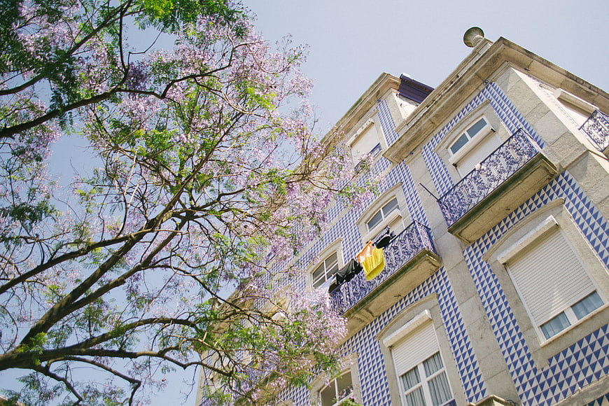 Low angle view of blue tiled building with jacaranda tree