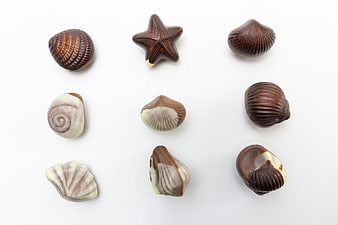 Sea Shell Themed Chocolate Pralines Arranged On White Background
