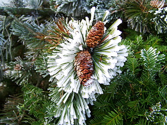 Frosty Pine Cones on Snow-Covered Branches