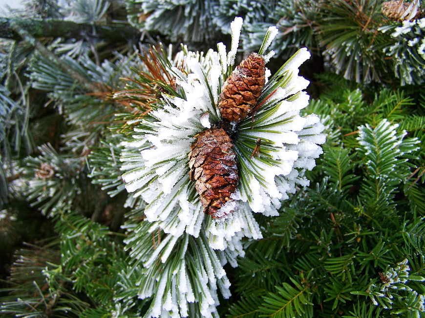 Frosty Pine Cones on Snow-Covered Branches