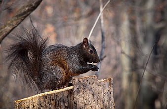 Black squirrel eating nut on tree stump in forest