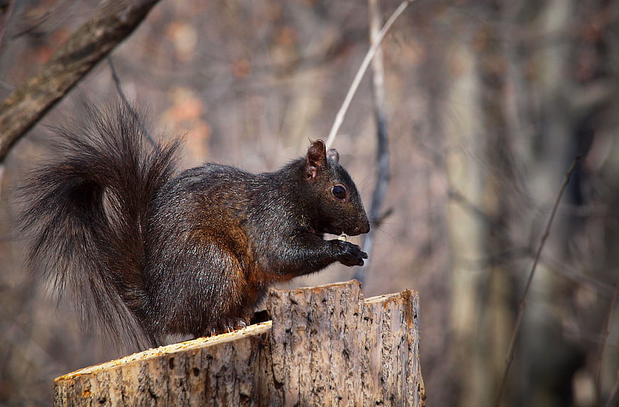 Black squirrel eating nut on tree stump in forest