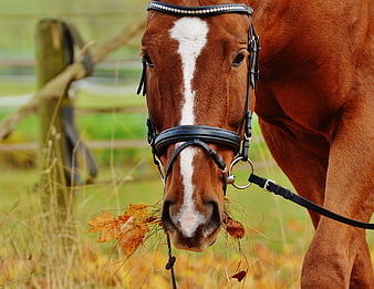 Brown Horse with Bridle Eating Autumn Leaves in Meadow