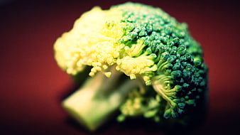 Close-up of fresh broccoli floret on dark background