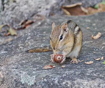 Cute chipmunk eating acorn on rock in nature