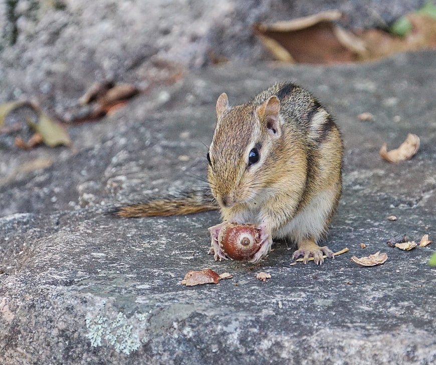 Cute chipmunk eating acorn on rock in nature