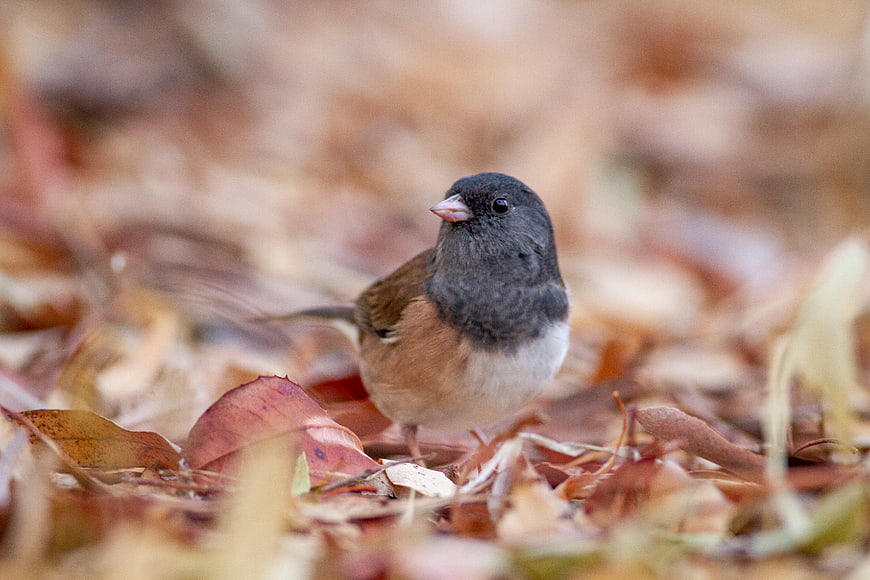 Dark-eyed Junco Bird Standing on Autumn Leaves