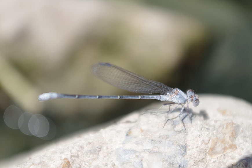 Blue Damselfly Perched on Rock with Bokeh Background