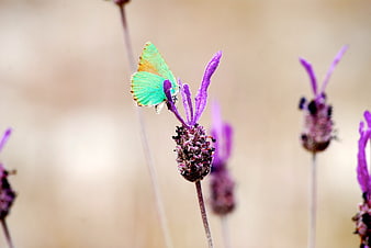 Green butterfly on purple lavender flower close-up