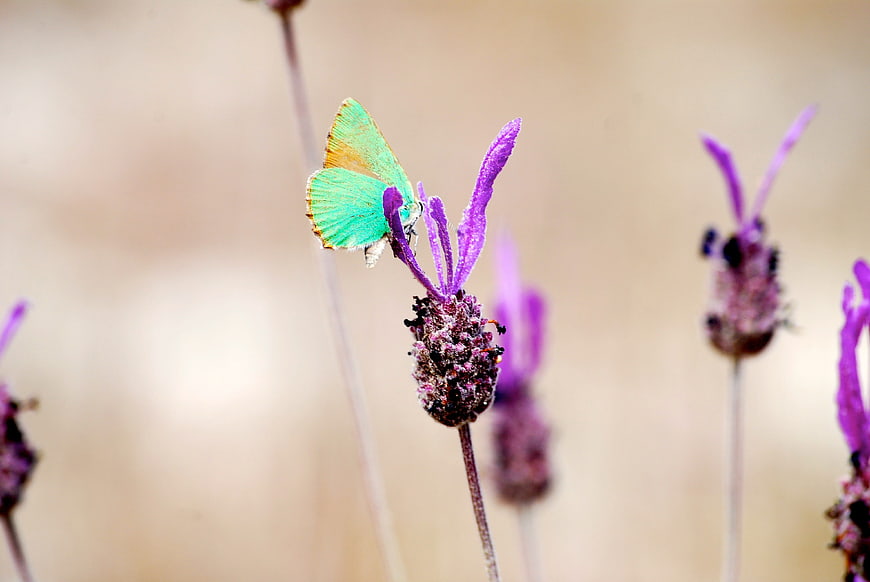 Green butterfly on purple lavender flower close-up