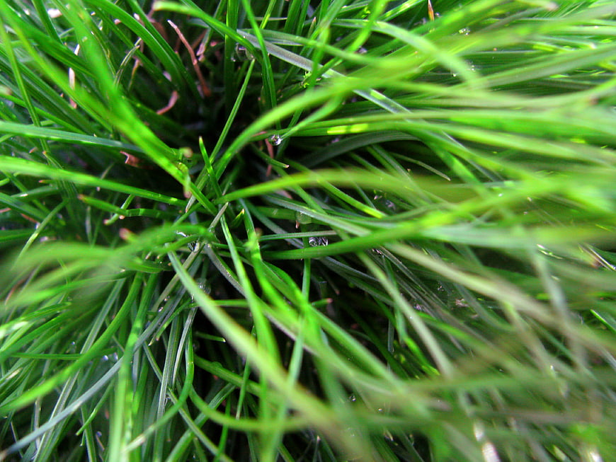 Close-up of vibrant green grass blades with dew drops