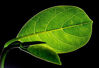 Backlit Green Leaf Vein Texture on Black Background