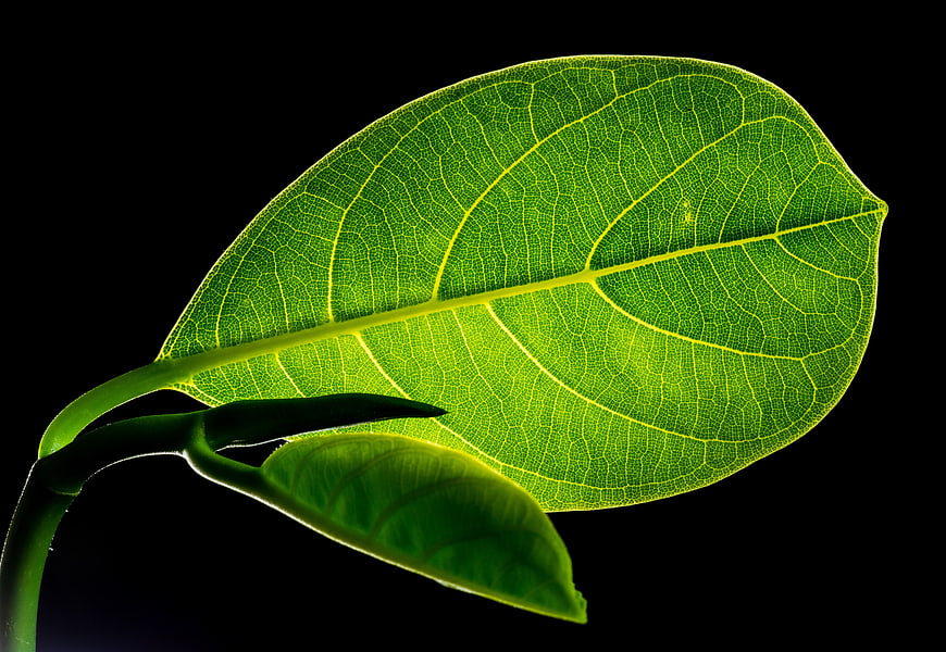 Backlit Green Leaf Vein Texture on Black Background