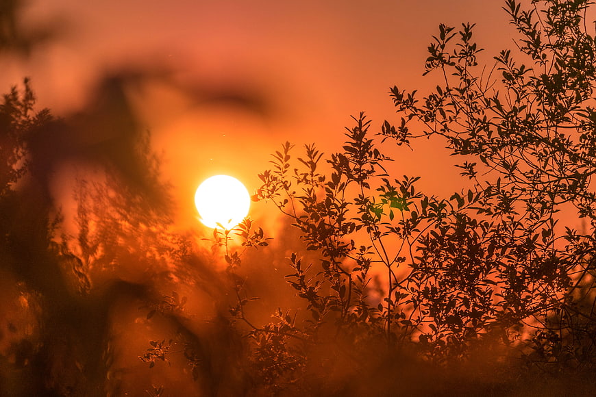 Vibrant Orange Sunset Silhouette Through Silhouetted Tree Branches