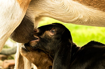 Cute Black Goat Kid Nursing from Mother in Pasture