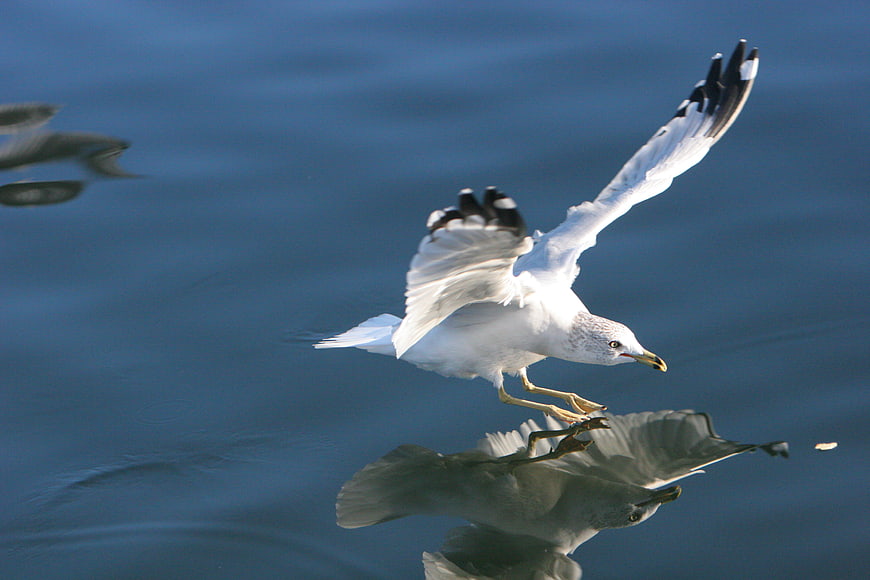 Seagull Flying Low Over Blue Water with Reflection