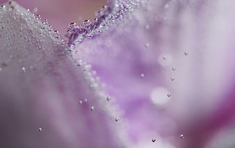 Macro photography of water droplets on a purple orchid petal