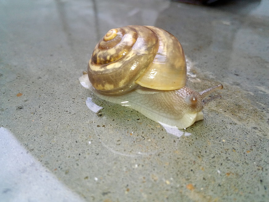 Close-up of a garden snail on wet concrete