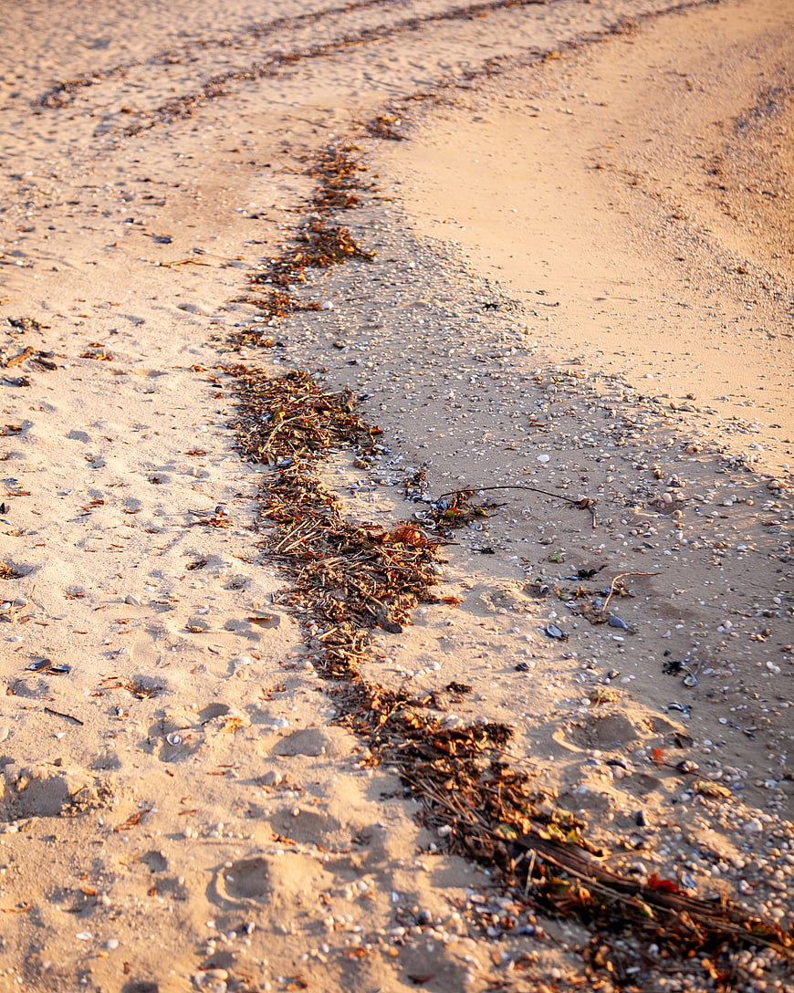 Seaweed Line on Sandy Beach with Shells and Footprints