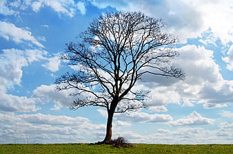 Lone bare tree in green field under blue sky