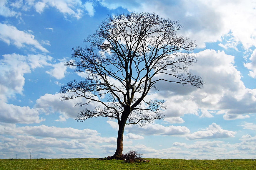 Lone bare tree in green field under blue sky