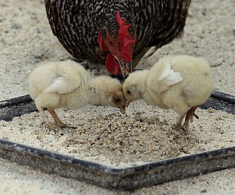 Mother Hen and Two Chicks Eating Feed