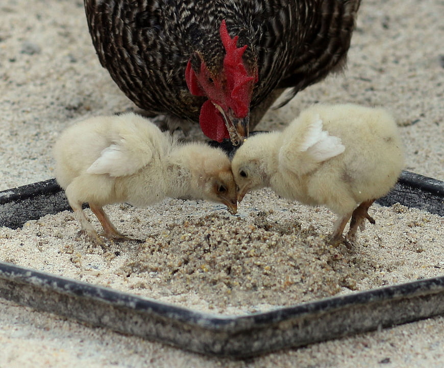 Mother Hen and Two Chicks Eating Feed