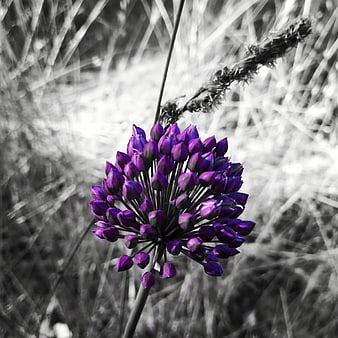 Purple Allium Flower Bud Against Black and White Background
