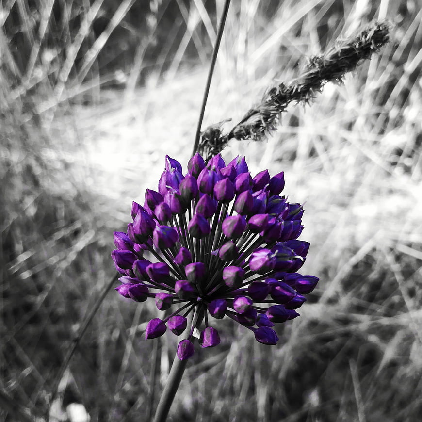 Purple Allium Flower Bud Against Black and White Background