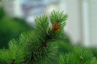 Close-up of green pine needles with blurred background