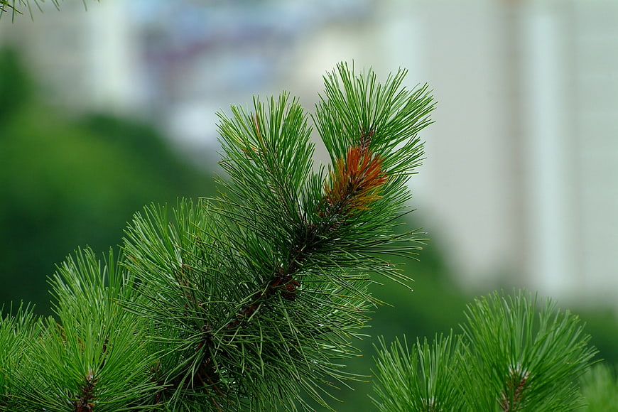Close-up of green pine needles with blurred background