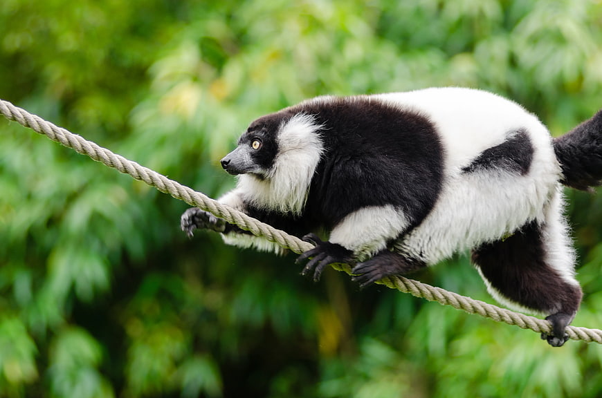 Black and White Lemur Climbing Rope in Jungle