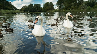 Two white swans swimming in a lake with ducks