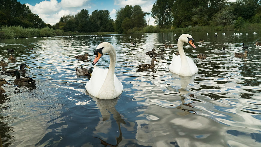 Two white swans swimming in a lake with ducks