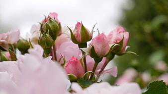 Close-up of delicate pink rose buds in a garden