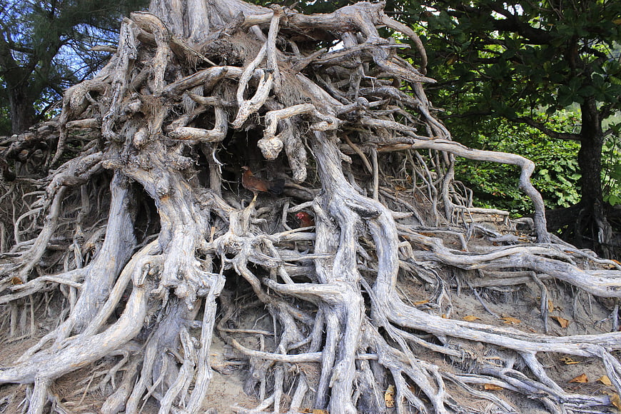 Exposed tree roots with chickens nesting in the hollow