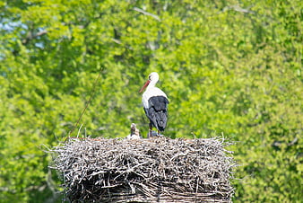 White stork and chick in nest with green forest background