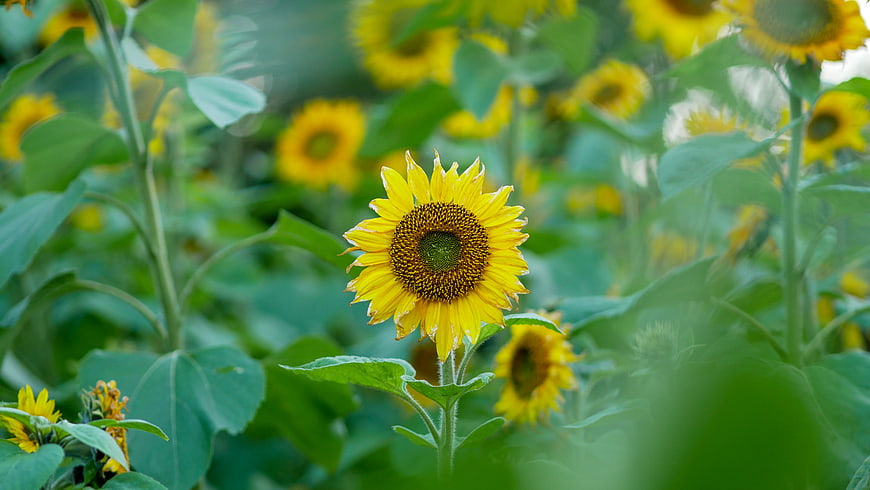 Vibrant Sunflower in Green Field with Bokeh Background