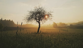 Solitary tree silhouette in misty meadow at sunrise