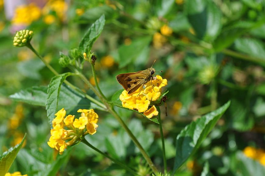 Skipper butterfly on yellow lantana flowers in garden