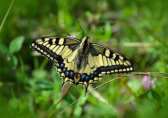 Eastern Tiger Swallowtail Butterfly on Green Grass