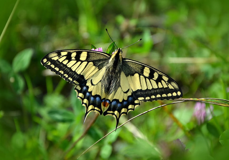 Eastern Tiger Swallowtail Butterfly on Green Grass
