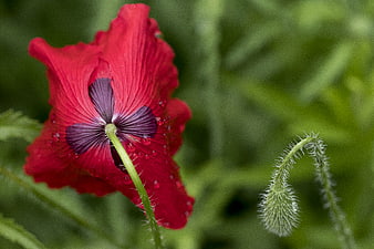 Close-up of a vibrant red poppy flower with water droplets