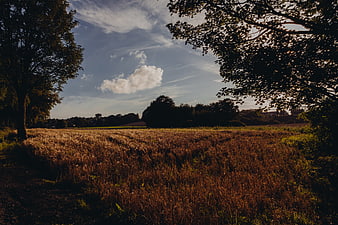 Golden hour sunlight on a rural field with trees and clouds