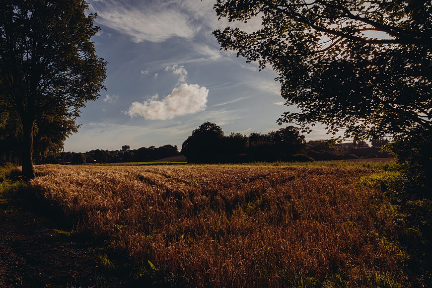 Golden hour sunlight on a rural field with trees and clouds