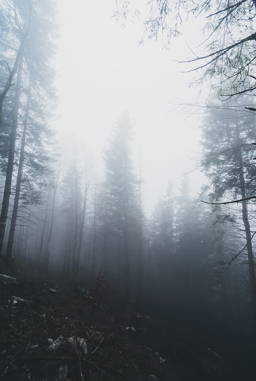 Misty forest landscape with tall pine trees in fog