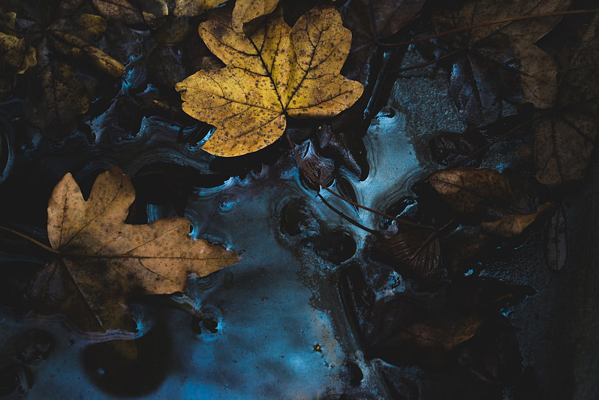Yellow autumn leaves floating on dark blue water